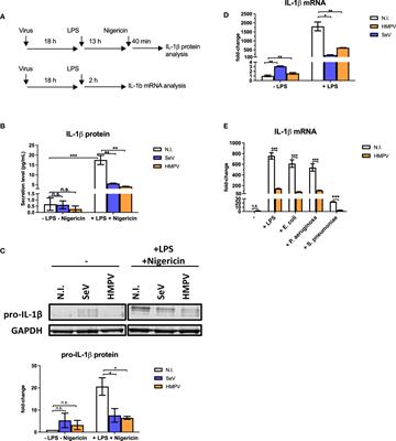 Human metapneumovirus driven IFN-β production antagonizes macrophage transcriptional induction of IL1-β in response to bacterial pathogens